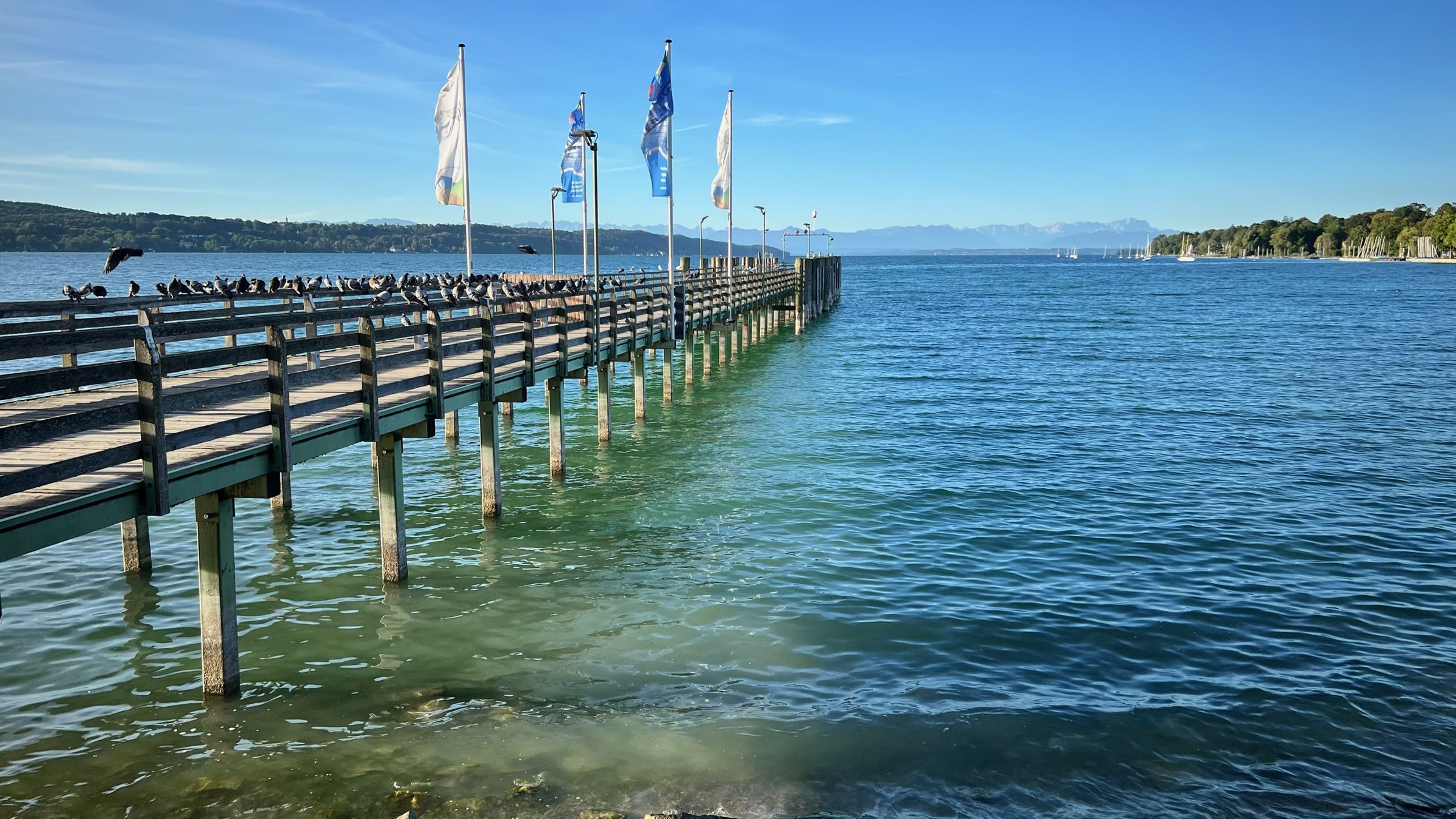 Sonniger Blick über den Starnberger See mit Holzsteg, Vögeln und Alpenpanorama
